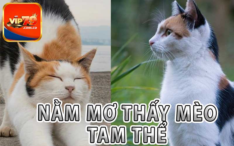 Nằm Mơ Thấy Mèo Tam Thể