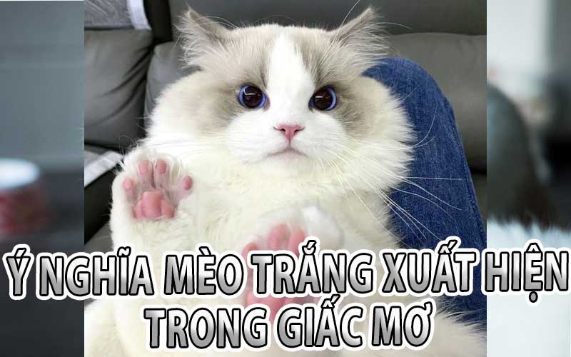 Ý Nghĩa Của Mèo Trắng Xuất Hiện Trong Giấc Mơ