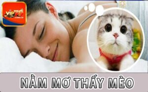 Nằm Mơ Thấy Mèo